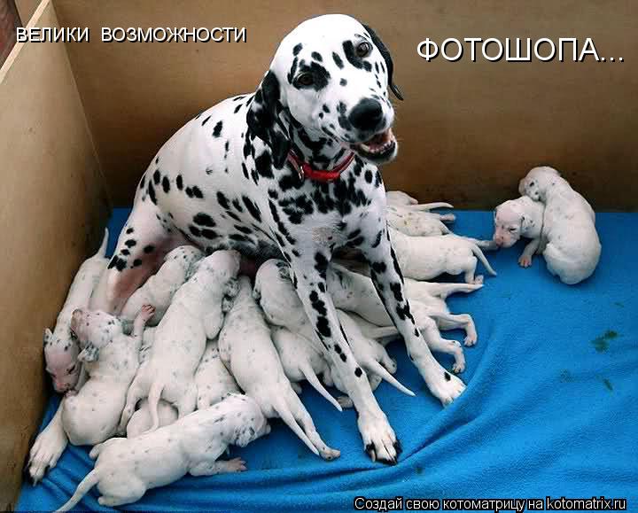 ВЕЛИКИ ВОЗМОЖНОСТИ ФОТОШОПА...... Котоматрица: ВЕЛИКИ ВОЗМОЖНОСТИ ФОТОШОПА...