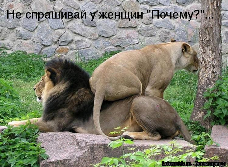 Не спрашивай у женщин "Почему?"...... Котоматрица: Не спрашивай у женщин "Почему?"...