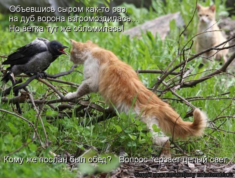 Объевшись сыром как-то раз, на дуб ворона взгромоздилась... Но ветка тут же обломилась! Кому же посла... Котоматрица: Объевшись сыром как-то раз, на дуб ворона взгромоздилась... Но ветка тут же обломилась! Кому же послан был обед? Вопрос терзает целый свет....
