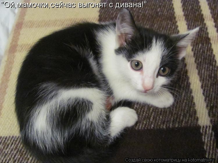 "Ой,мамочки,сейчас выгонят с дивана!"... Котоматрица: "Ой,мамочки,сейчас выгонят с дивана!"
