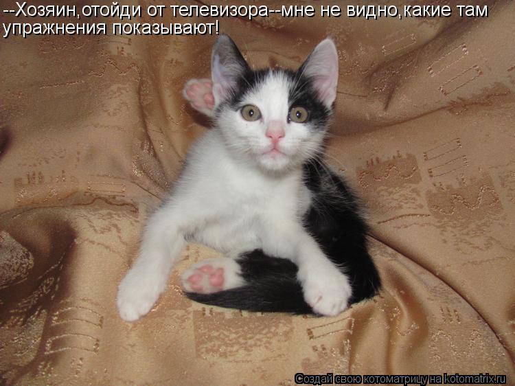 --Хозяин,отойди от телевизора--мне не видно,какие там упражнения показывают!... Котоматрица: --Хозяин,отойди от телевизора--мне не видно,какие там упражнения показывают!