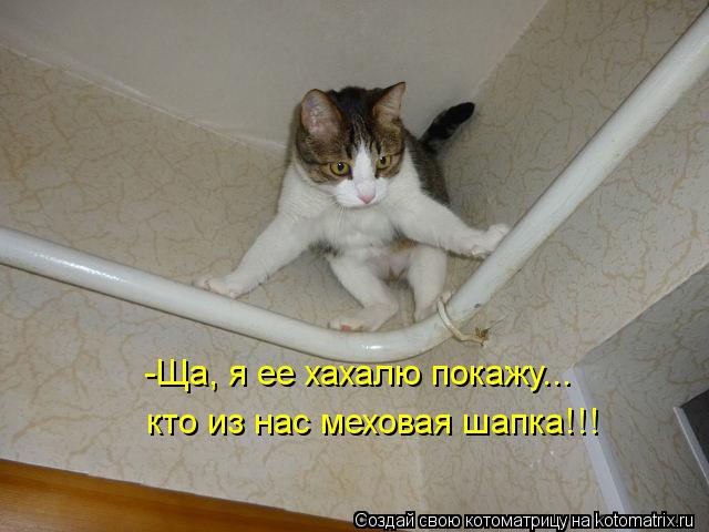 -Ща, я ее хахалю покажу... кто из нас меховая шапка!!!... Котоматрица: -Ща, я ее хахалю покажу... кто из нас меховая шапка!!!
