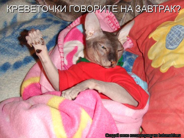 КРЕВЕТОЧКИ ГОВОРИТЕ НА ЗАВТРАК?... Котоматрица: КРЕВЕТОЧКИ ГОВОРИТЕ НА ЗАВТРАК?