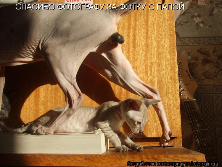 СПАСИБО ФОТОГРАФУ ЗА ФОТКУ С ПАПОЙ... Котоматрица: СПАСИБО ФОТОГРАФУ ЗА ФОТКУ С ПАПОЙ