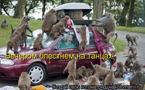 Вечером блестнем на танцах!... Котоматрица: Вечером блестнем на танцах!