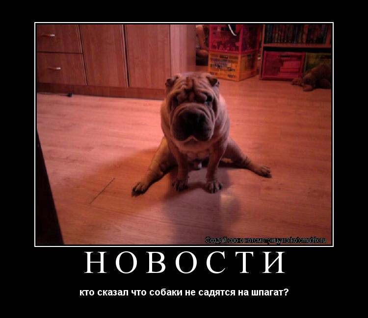 Котоматрица: новости кто сказал что собаки не садятся на шпагат?