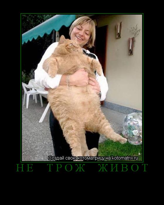 Котоматрица: НЕ  ТРОЖ  живот 