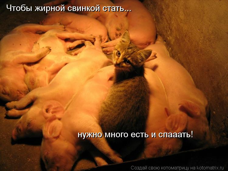 Чтобы жирной свинкой стать... нужно много есть и спааать!... Котоматрица: Чтобы жирной свинкой стать... нужно много есть и спааать!
