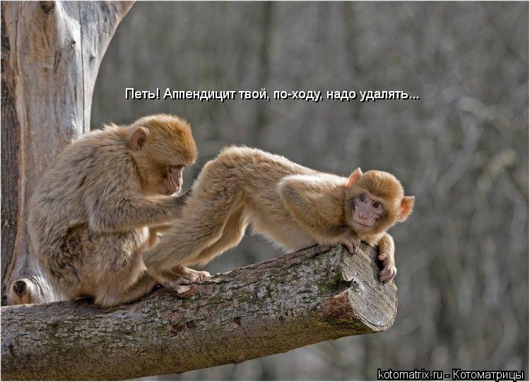 Петь! Аппендицит твой, по-ходу, надо удалять...... Котоматрица: Петь! Аппендицит твой, по-ходу, надо удалять...