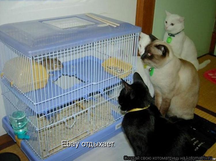 Ebay отдыхает.... Котоматрица: Ebay отдыхает.