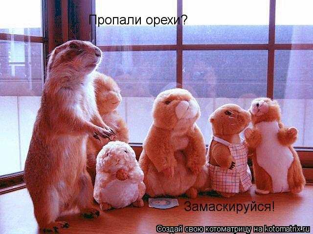 Пропали орехи? Замаскируйся!... Котоматрица: Пропали орехи? Замаскируйся!
