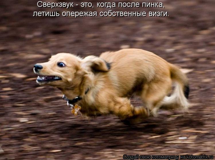 Сверхзвук - это, когда после пинка, летишь опережая собственные визги.... Котоматрица: Сверхзвук - это, когда после пинка, летишь опережая собственные визги.