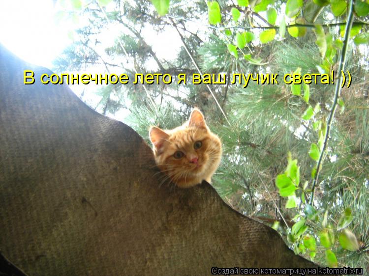 В солнечное лето я ваш лучик света! ))... Котоматрица: В солнечное лето я ваш лучик света! ))
