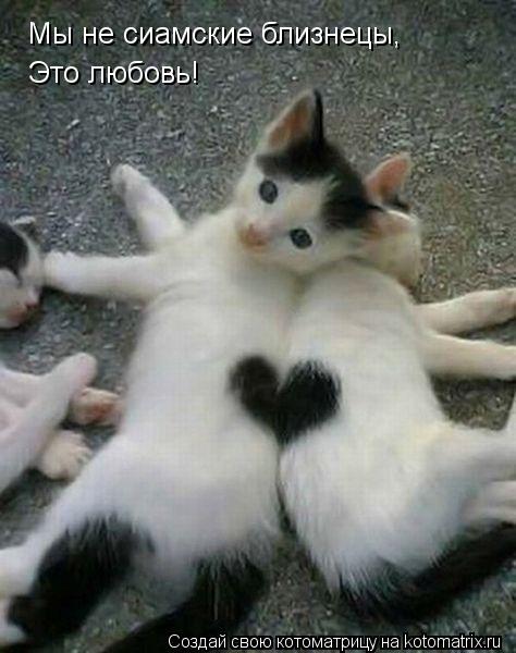 Мы не сиамские близнецы, Это любовь!... Котоматрица: Мы не сиамские близнецы, Это любовь!
