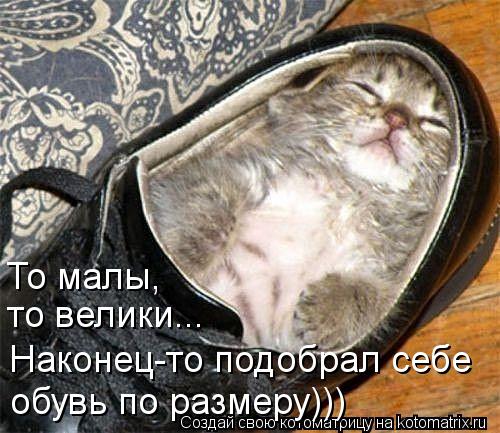 То малы, то велики... Наконец-то подобрал себе обувь по размеру)))... Котоматрица: То малы, то велики... Наконец-то подобрал себе обувь по размеру)))