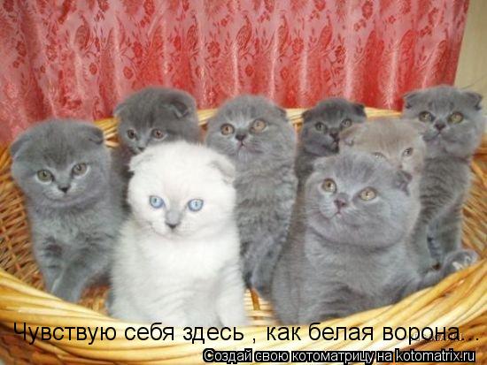Чувствую себя здесь , как белая ворона...... Котоматрица: Чувствую себя здесь , как белая ворона...