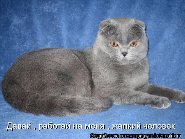 Давай , работай на меня , жалкий человек... Котоматрица: Давай , работай на меня , жалкий человек