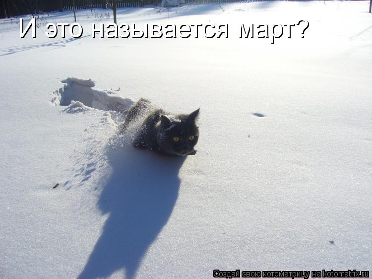 И это называется март?... Котоматрица: И это называется март?