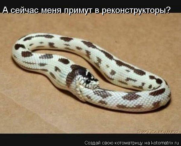 А сейчас меня примут в реконструкторы?... Котоматрица: А сейчас меня примут в реконструкторы?