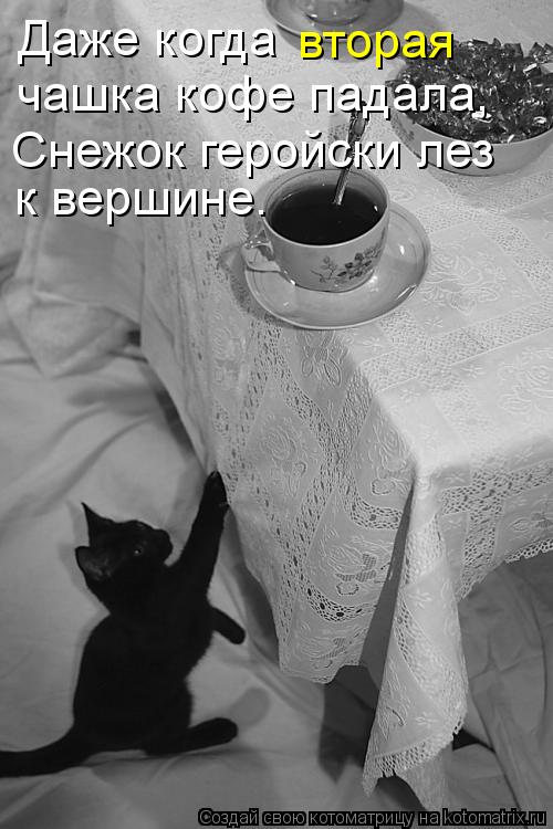 Даже когда вторая чашка кофе падала, Снежок геройски лез к вершине.... Котоматрица: Даже когда вторая чашка кофе падала, Снежок геройски лез к вершине.