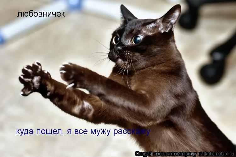любовничек любовничек куда пошел, я все мужу расскажу... Котоматрица: любовничек любовничек куда пошел, я все мужу расскажу