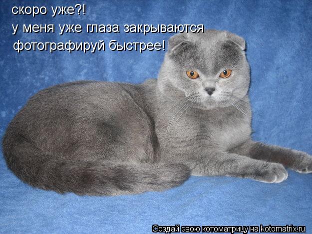 скоро уже?! скоро уже?! у меня уже глаза закрываются у меня уже глаза закрываются фотографируй быстре... Котоматрица: скоро уже?! скоро уже?! у меня уже глаза закрываются у меня уже глаза закрываются фотографируй быстрее!