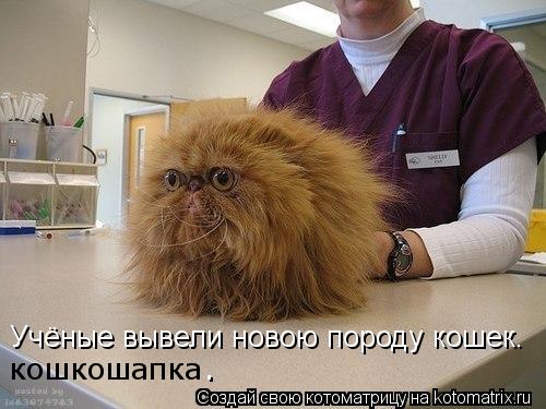 Учёные вывели новою породу кошек. кошкошапка .... Котоматрица: Учёные вывели новою породу кошек. кошкошапка .