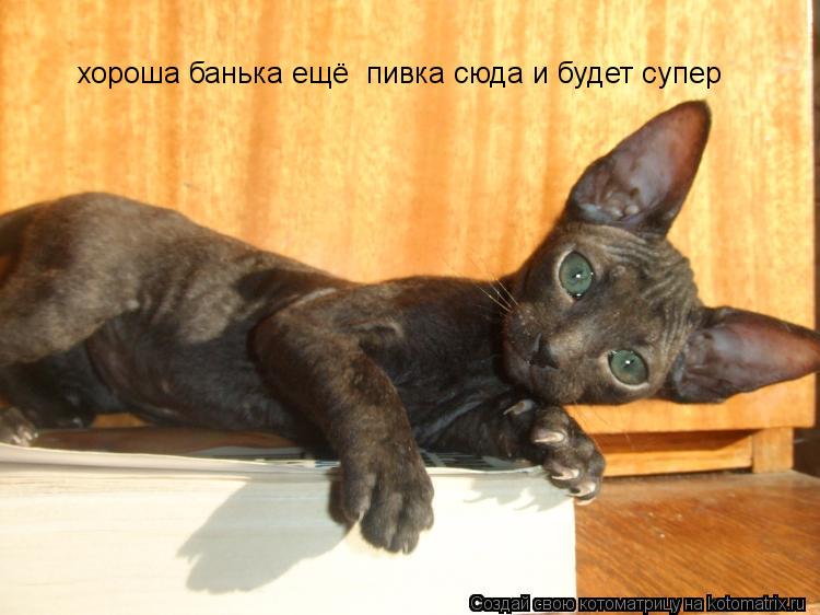 хороша банька ещё пивка сюда и будет супер... Котоматрица: хороша банька ещё пивка сюда и будет супер
