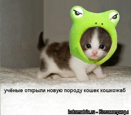 учёные открыли новую породу кошек кошкожаб... Котоматрица: учёные открыли новую породу кошек кошкожаб