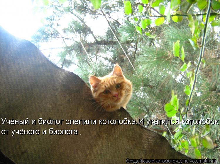 Учёный и биолог слепили котолобка.И укатился котолобок от учёного и биолога .... Котоматрица: Учёный и биолог слепили котолобка.И укатился котолобок от учёного и биолога .
