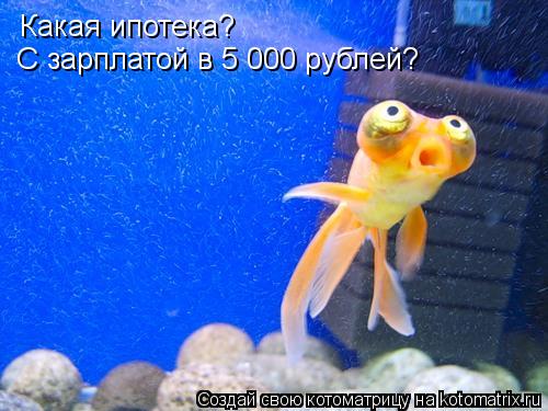 Какая ипотека? С зарплатой в 5 000 рублей?... Котоматрица: Какая ипотека? С зарплатой в 5 000 рублей?