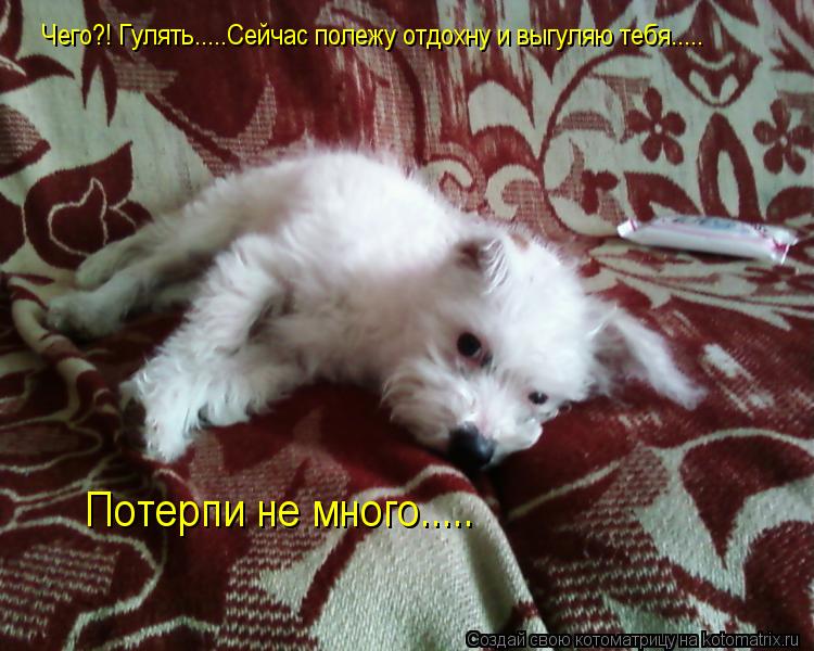 Чего?! Гулять.....Сейчас полежу отдохну и выгуляю тебя..... Потерпи не много........ Котоматрица: Чего?! Гулять.....Сейчас полежу отдохну и выгуляю тебя..... Потерпи не много.....