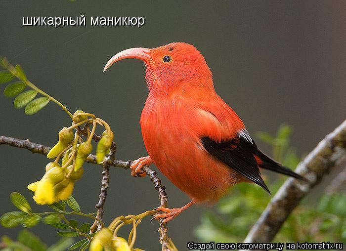 шикарный маникюр... Котоматрица: шикарный маникюр