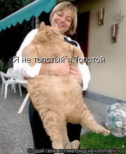 Я не толстый я Толстой... Котоматрица: Я не толстый я Толстой