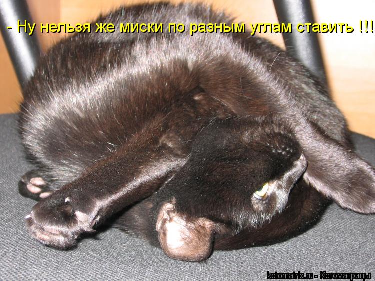 - Ну нельзя же миски по разным углам ставить !!!... Котоматрица: - Ну нельзя же миски по разным углам ставить !!!