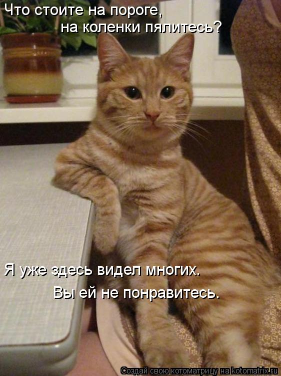 Что стоите на пороге, на коленки пялитесь? Я уже здесь видел многих. Вы ей не понравитесь.... Котоматрица: Что стоите на пороге, на коленки пялитесь? Я уже здесь видел многих. Вы ей не понравитесь.