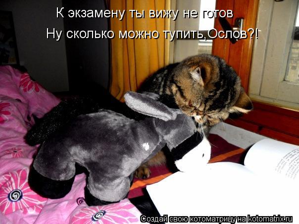 К экзамену ты вижу не готов Ну сколько можно тупить,Ослов?!... Котоматрица: К экзамену ты вижу не готов Ну сколько можно тупить,Ослов?!