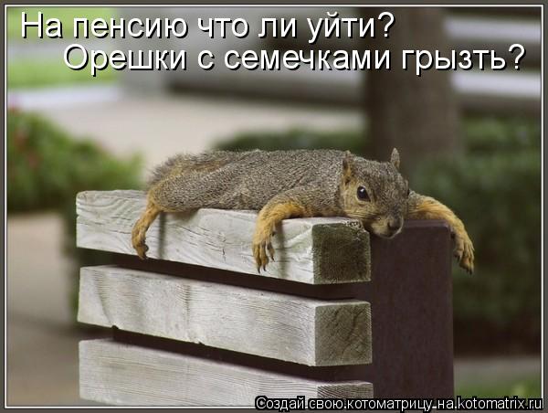 На пенсию что ли уйти? Орешки с семечками грызть?... Котоматрица: На пенсию что ли уйти? Орешки с семечками грызть?