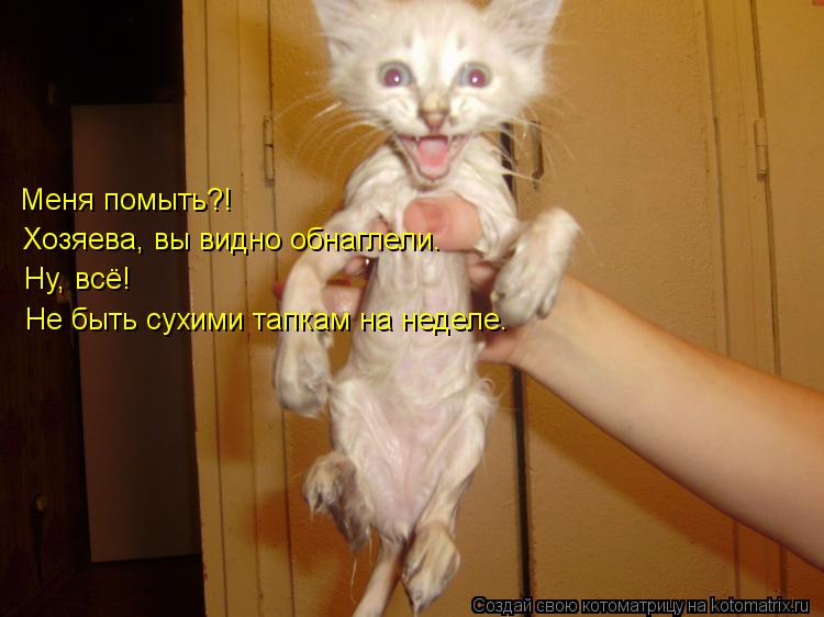 Меня помыть?! Хозяева, вы видно обнаглели. Ну, всё! Не быть сухими тапкам на неделе.... Котоматрица: Меня помыть?! Хозяева, вы видно обнаглели. Ну, всё! Не быть сухими тапкам на неделе.
