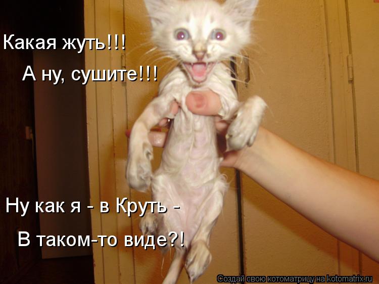 Какая жуть!!! А ну, сушите!!! Ну как я - в Круть - В таком-то виде?!... Котоматрица: Какая жуть!!! А ну, сушите!!! Ну как я - в Круть - В таком-то виде?!