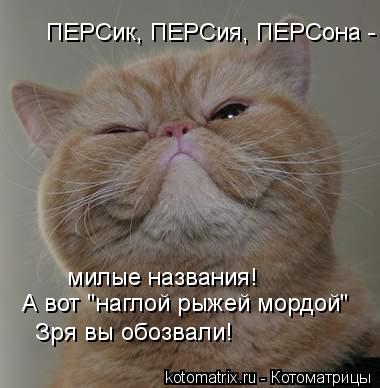 ПЕРСик, ПЕРСия, ПЕРСона - милые названия! А вот "наглой рыжей мордой" Зря вы обозвали!... Котоматрица: ПЕРСик, ПЕРСия, ПЕРСона - милые названия! А вот "наглой рыжей мордой" Зря вы обозвали!