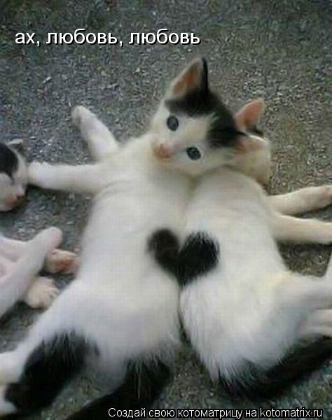 ах, любовь, любовь... Котоматрица: ах, любовь, любовь