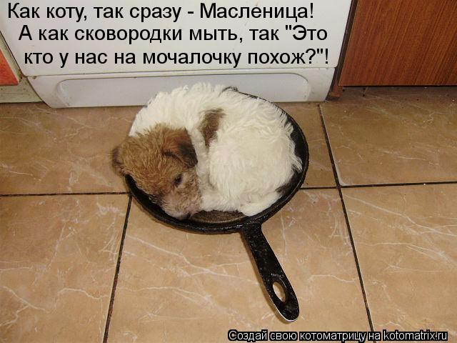 Как коту, так сразу - Масленица! А как сковородки мыть, так "Это кто у нас на мочалочку похож?"!... Котоматрица: Как коту, так сразу - Масленица! А как сковородки мыть, так "Это кто у нас на мочалочку похож?"!