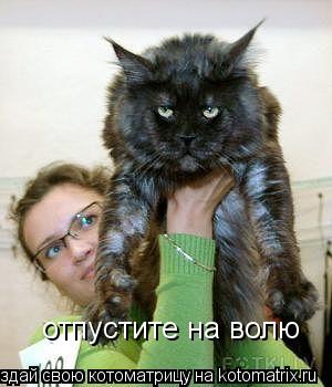 отпустите на волю... Котоматрица: отпустите на волю
