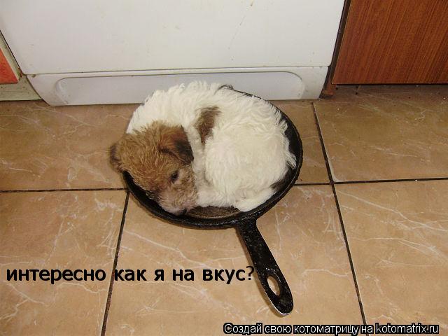 интересно как я на вкус интересно как я на вкус?... Котоматрица: интересно как я на вкус интересно как я на вкус?