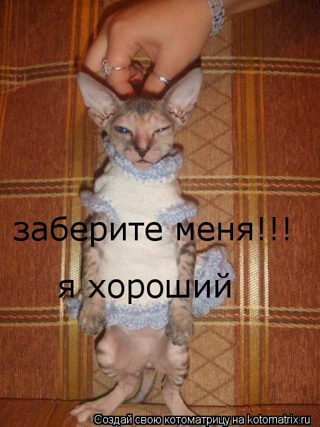 заберите меня!!! я хороший... Котоматрица: заберите меня!!! я хороший