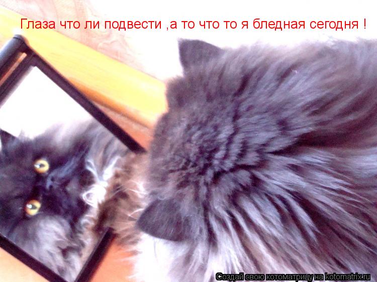 Глаза что ли подвести ,а то что то я бледная сегодня !... Котоматрица: Глаза что ли подвести ,а то что то я бледная сегодня !