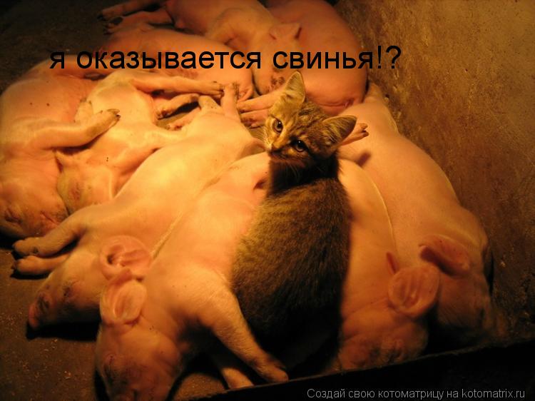 я оказывается свинья!?... Котоматрица: я оказывается свинья!?