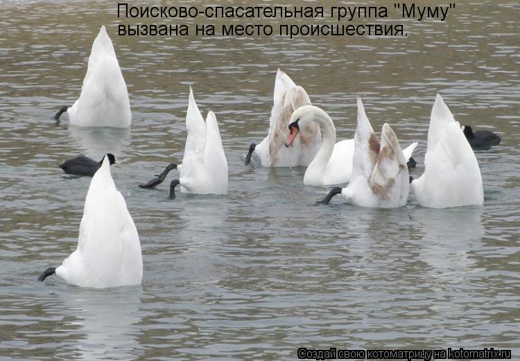 Поисково-спасательная группа "Муму" вызвана на место происшествия.... Котоматрица: Поисково-спасательная группа "Муму" вызвана на место происшествия.