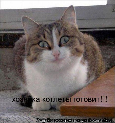 хозяйка котлеты готовит!!!... Котоматрица: хозяйка котлеты готовит!!!